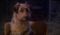 dr dolittle 3-avi_843.jpg